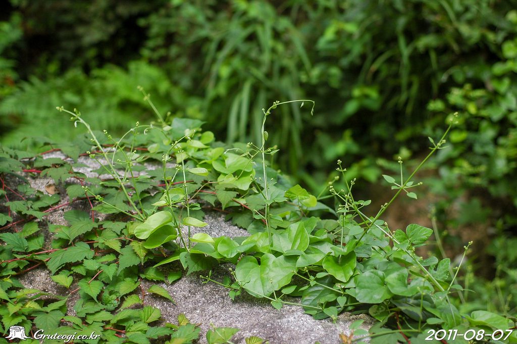 Rubia argyi habit