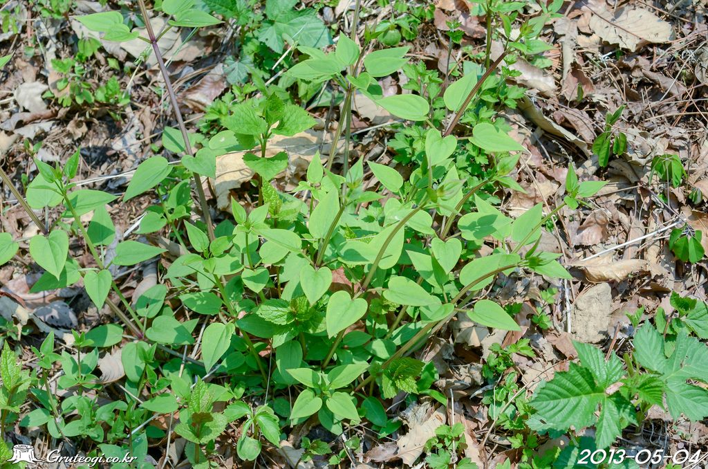 Rubia argyi habit