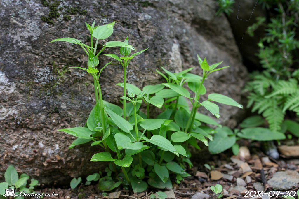 Rubia argyi habit