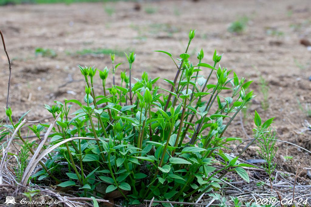 Rubia argyi habit