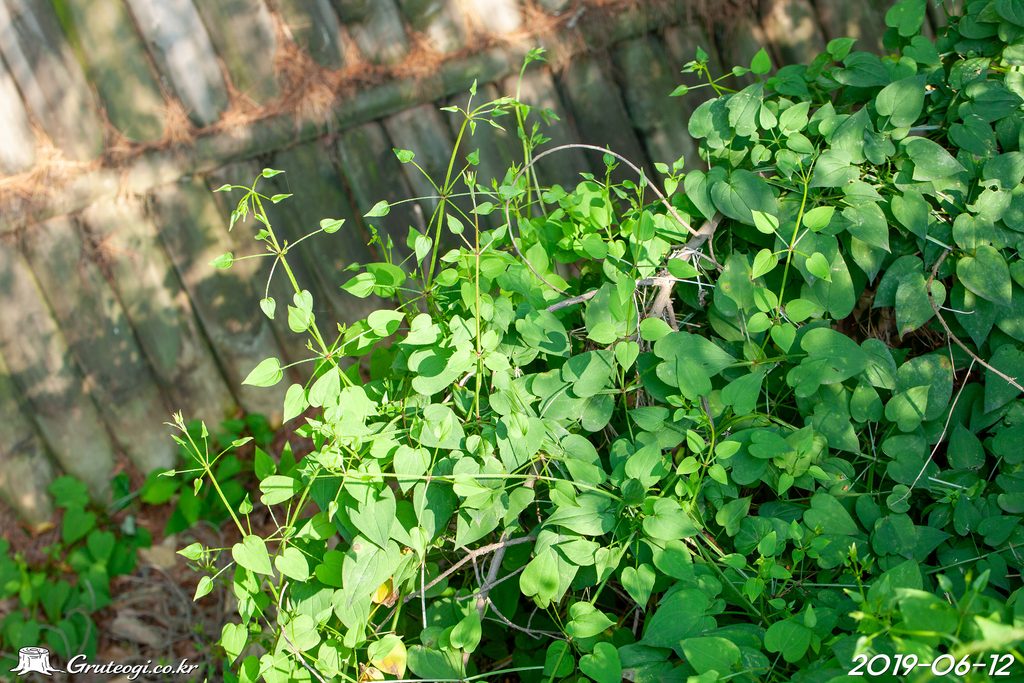 Rubia argyi habit