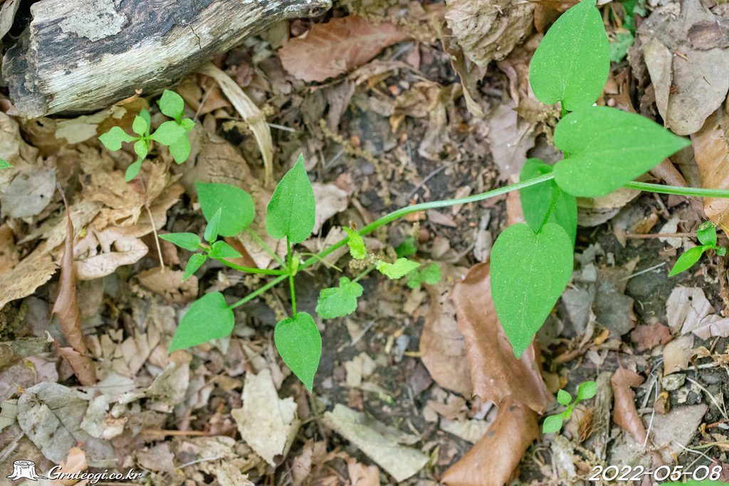 Rubia argyi leaf
