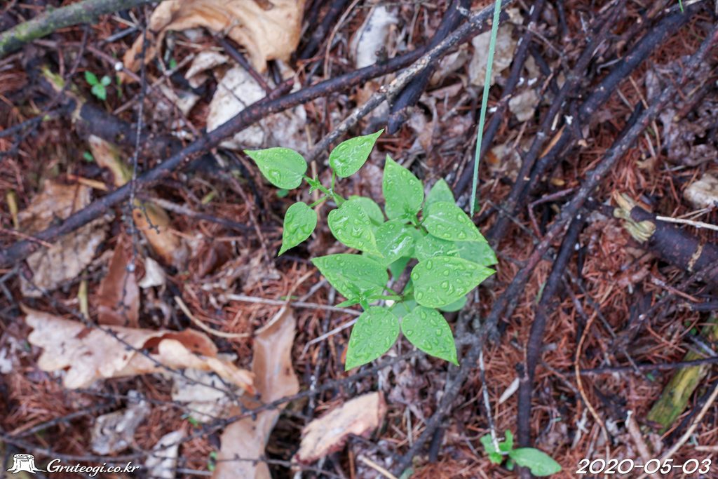 Rubia argyi leaf