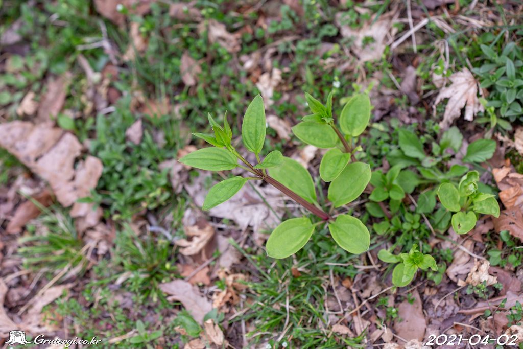 Rubia argyi leaf