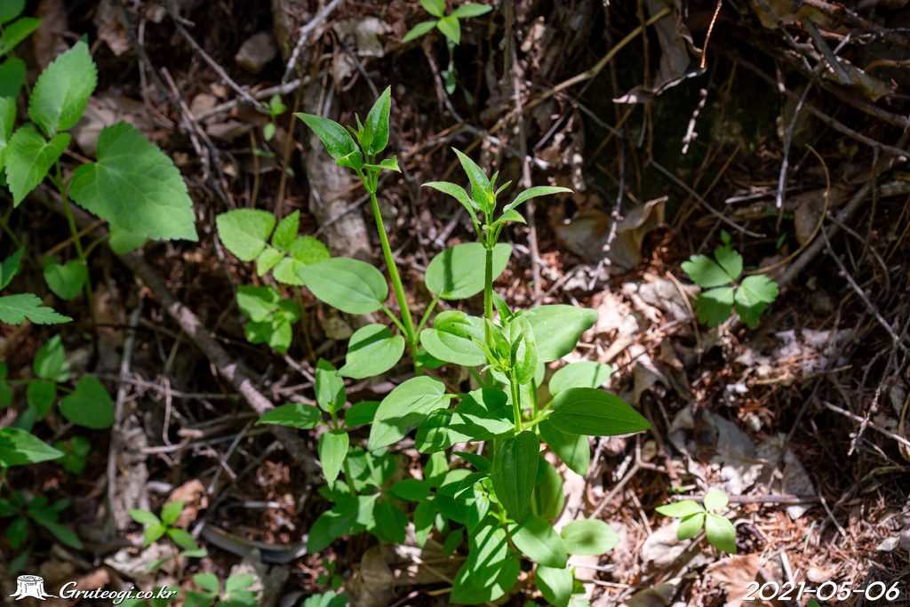 Rubia argyi leaf