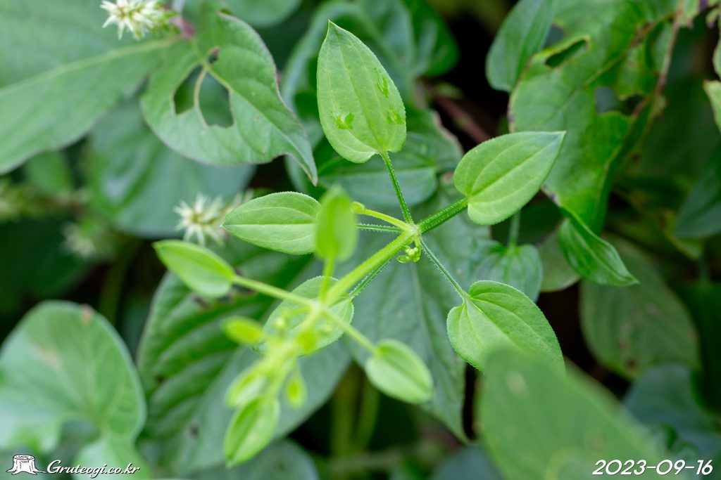 Rubia argyi leaf