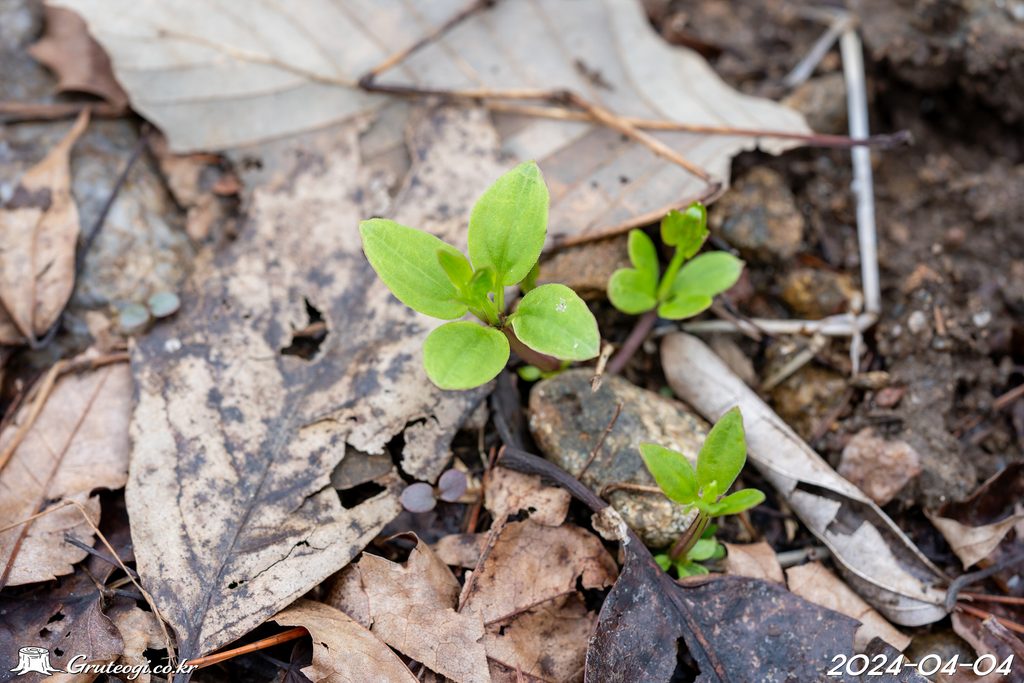 Rubia argyi leaf