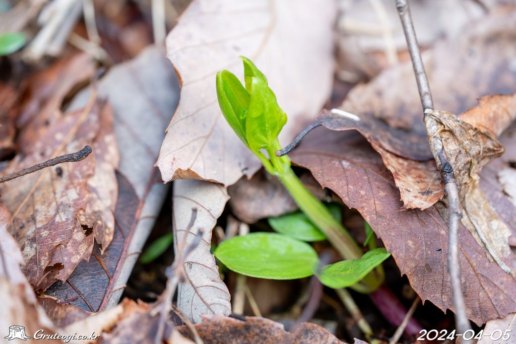 Rubia argyi leaf