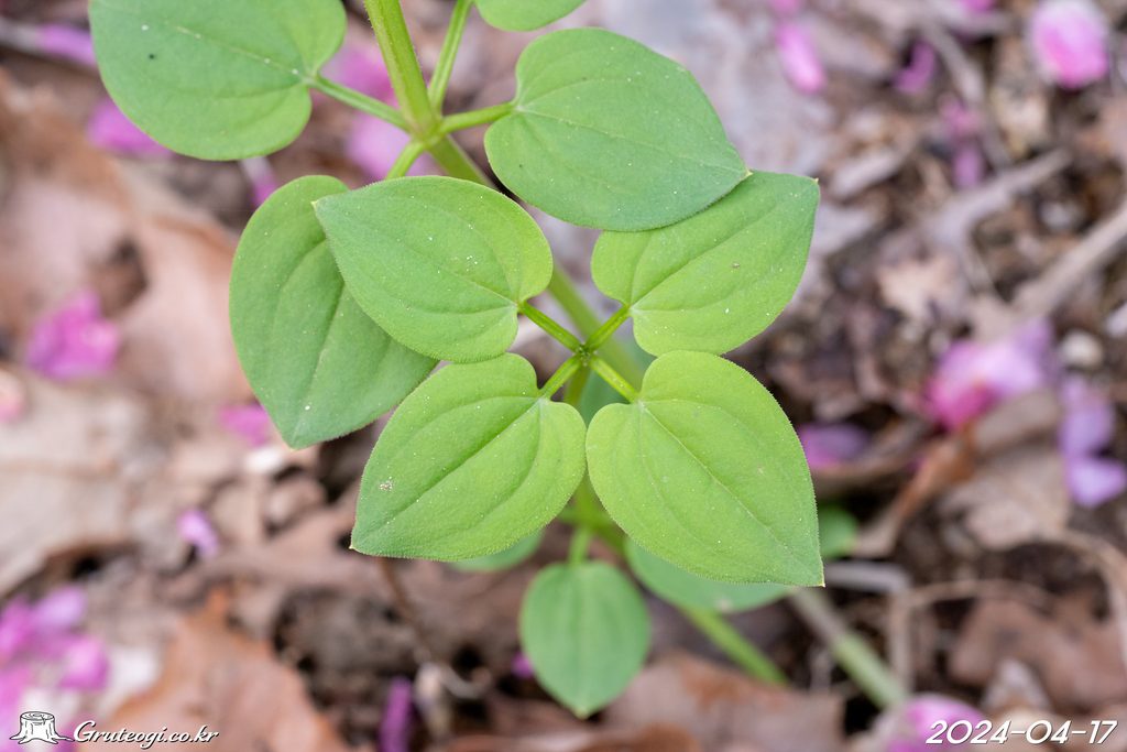 Rubia argyi leaf