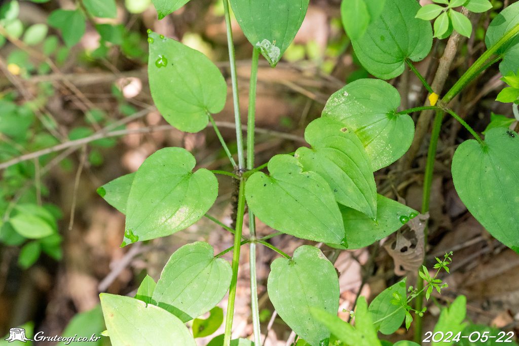 Rubia argyi leaf