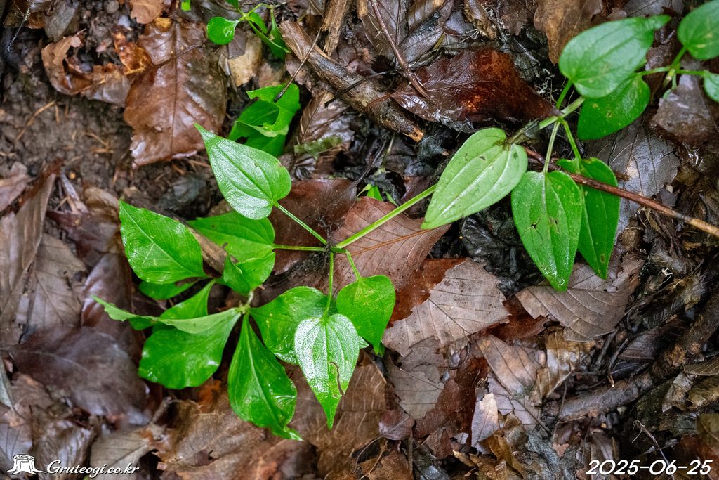 Rubia argyi leaf