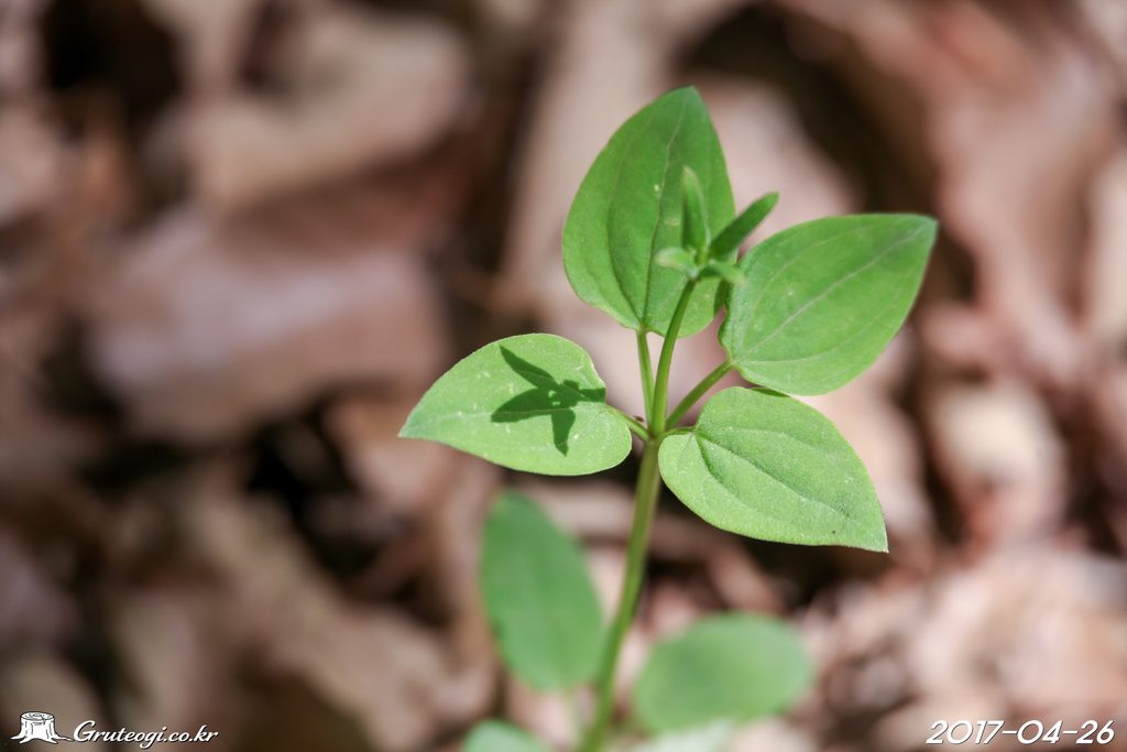 Rubia argyi leaf
