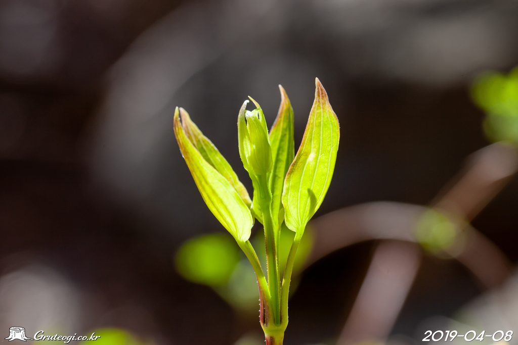Rubia argyi leaf