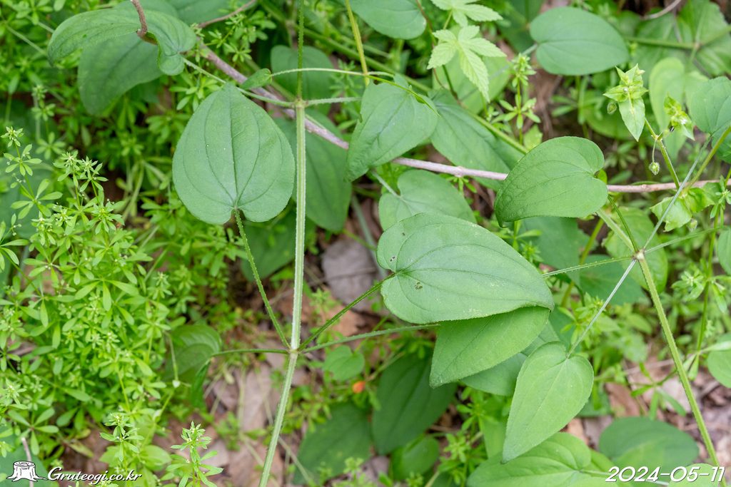 Rubia argyi stem