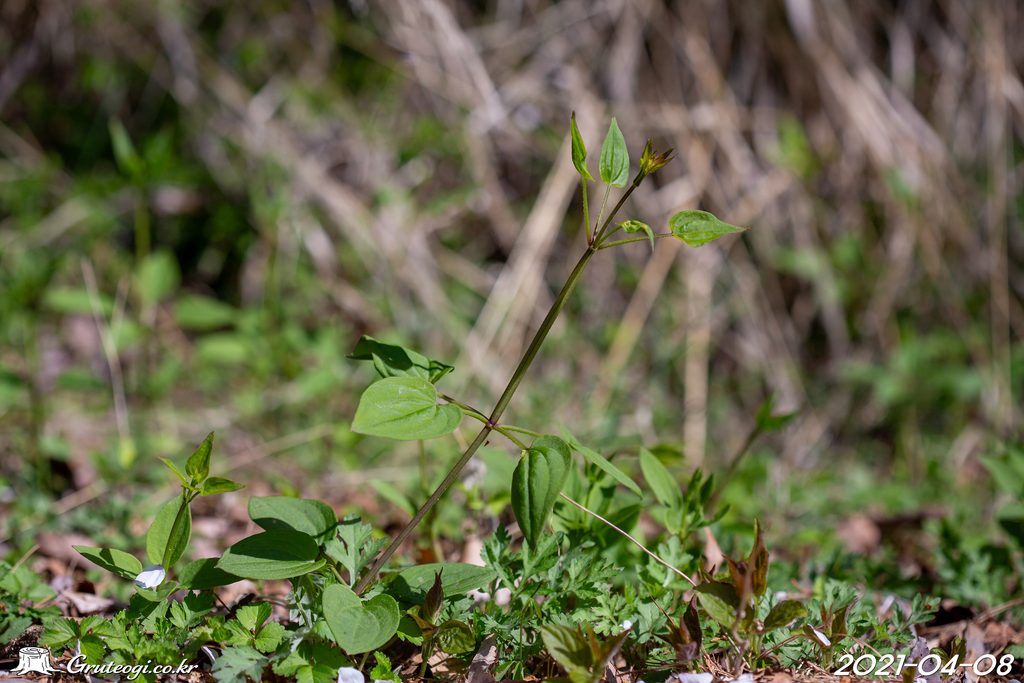 Rubia argyi stem