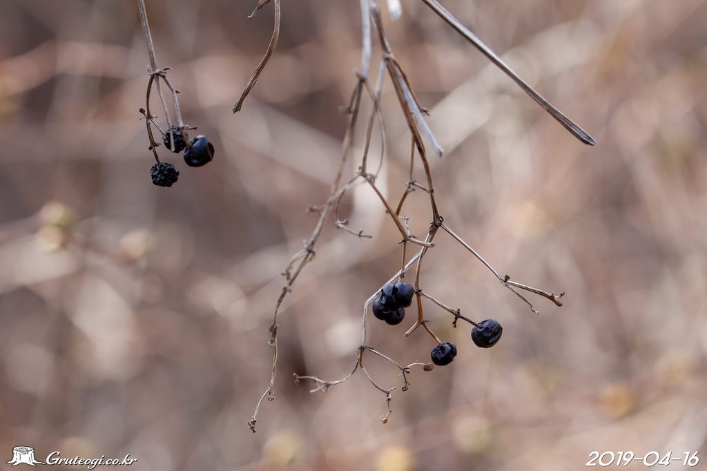 Rubia argyi winter