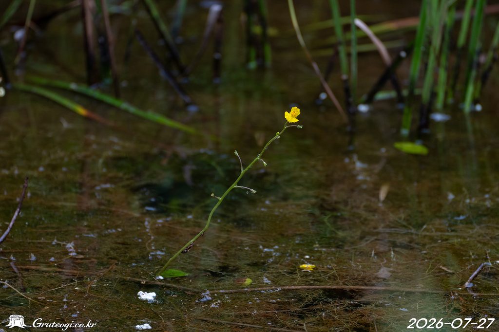 Utricularia japonica flower