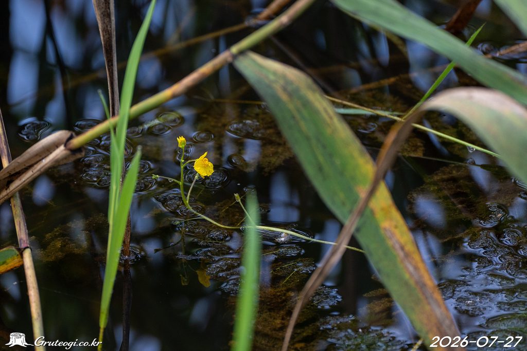 Utricularia japonica flower