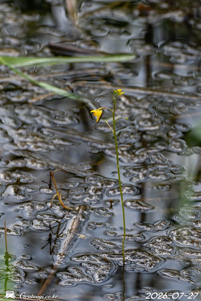Utricularia japonica flower