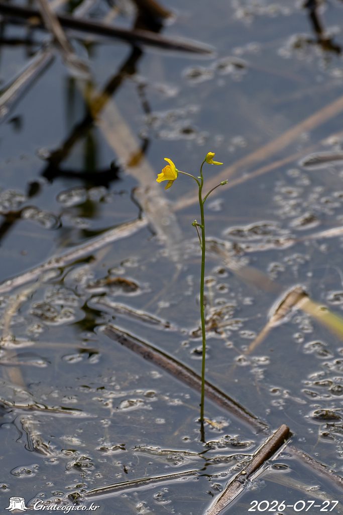 Utricularia japonica flower