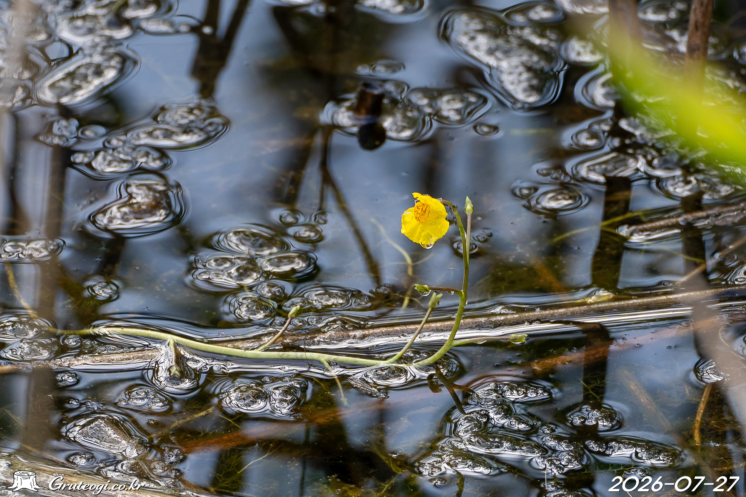 통발 Utricularia japonica Makino