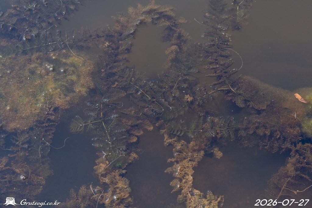 Utricularia japonica habit