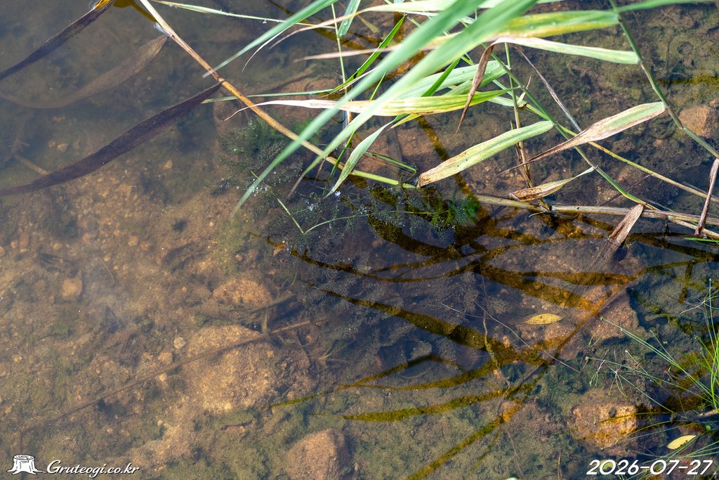 Utricularia japonica habit