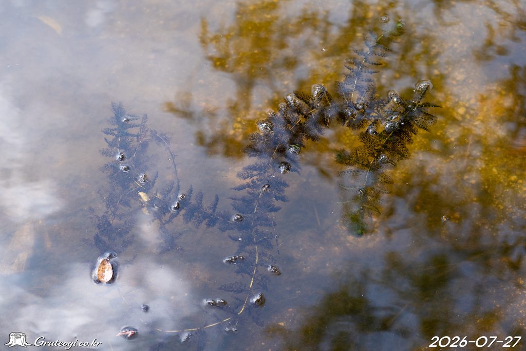 Utricularia japonica habit