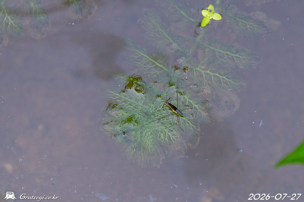 Utricularia japonica leaf