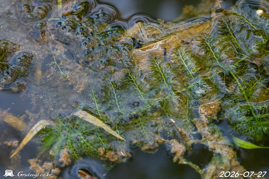 Utricularia japonica leaf