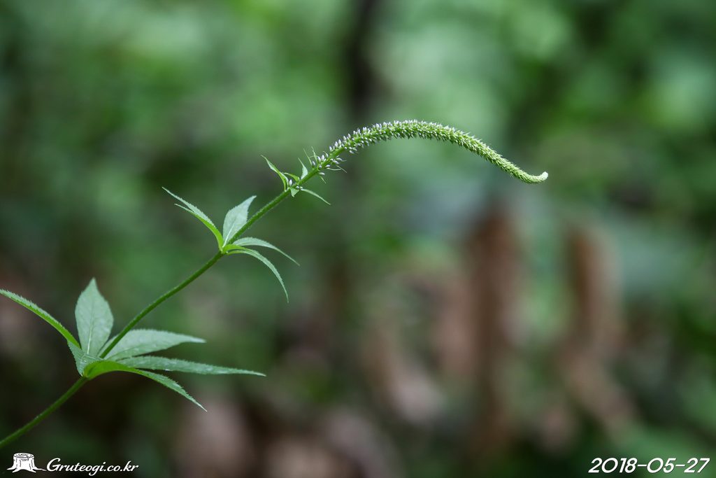 Veronicastrum sibiricum flower