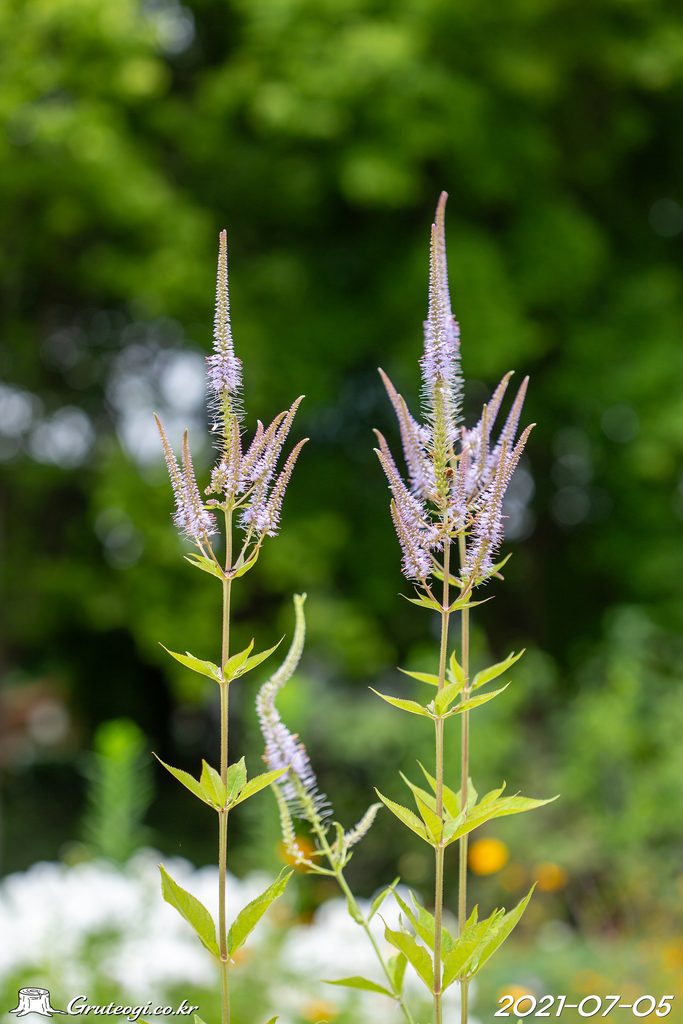 Veronicastrum sibiricum flower