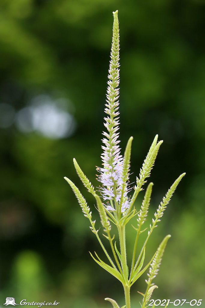 Veronicastrum sibiricum flower