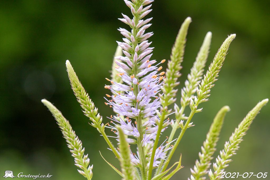 Veronicastrum sibiricum flower