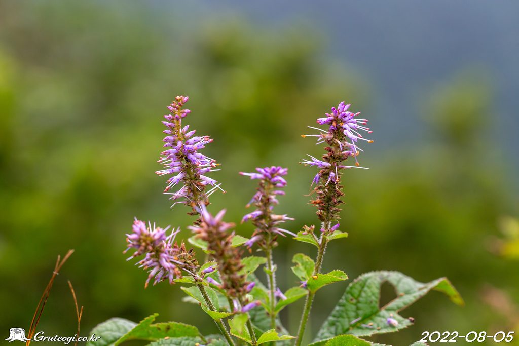 Veronicastrum sibiricum flower