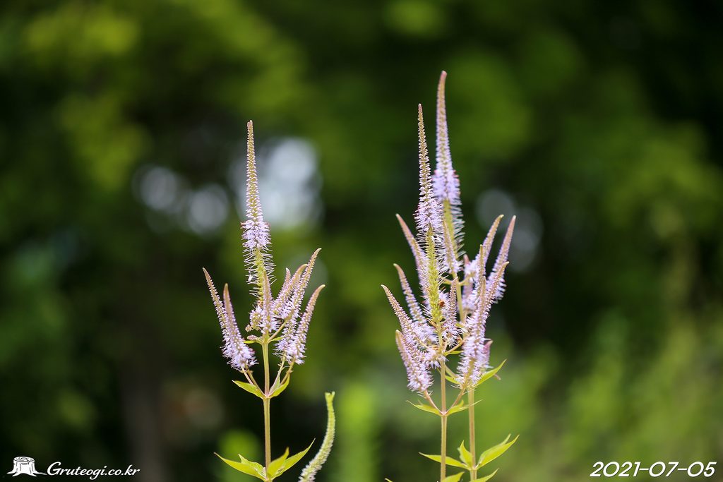 Veronicastrum sibiricum flower main