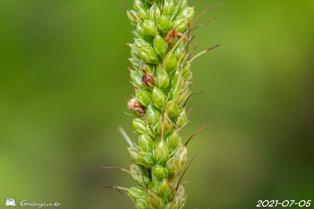 Veronicastrum sibiricum fruit