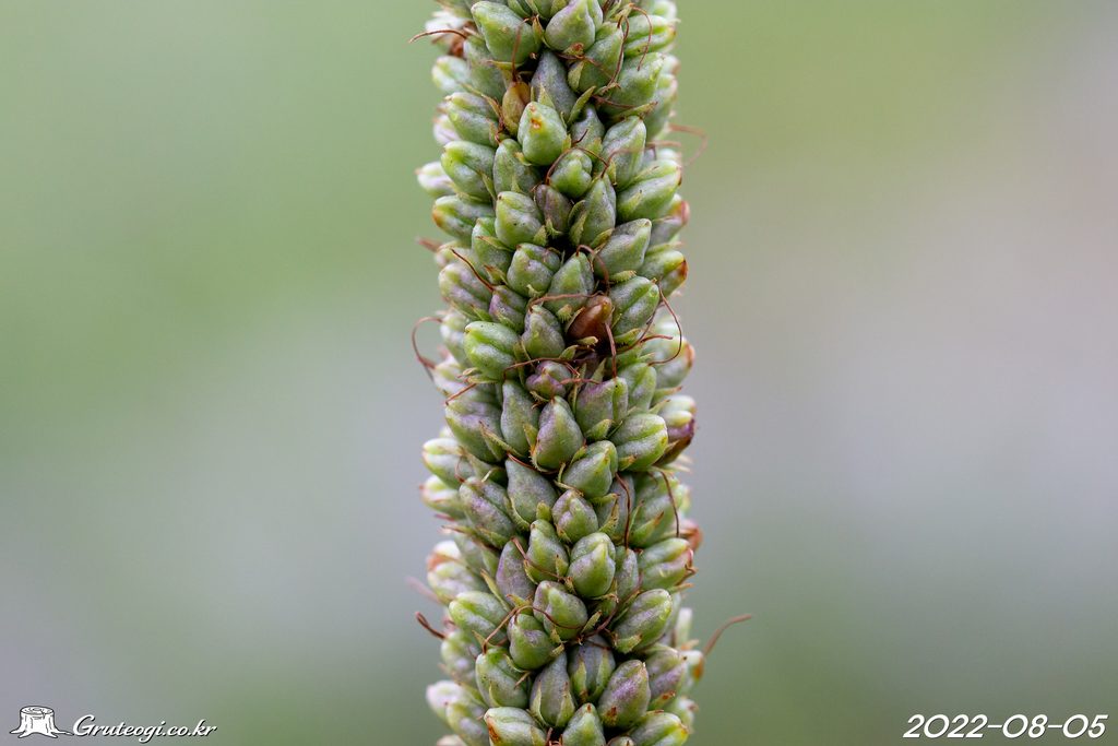 Veronicastrum sibiricum fruit