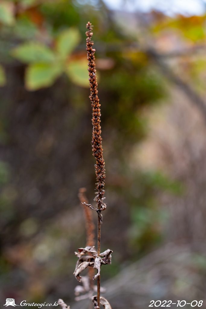 Veronicastrum sibiricum fruit