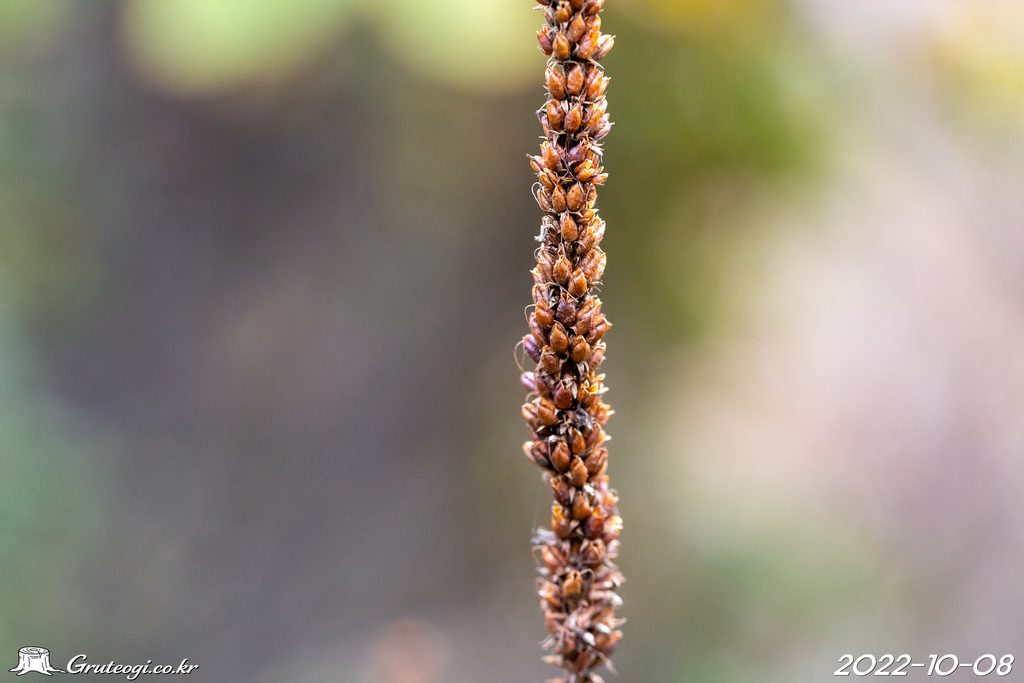 Veronicastrum sibiricum fruit