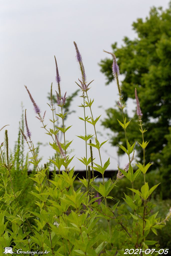 Veronicastrum sibiricum habit