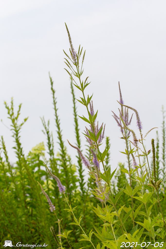 Veronicastrum sibiricum habit