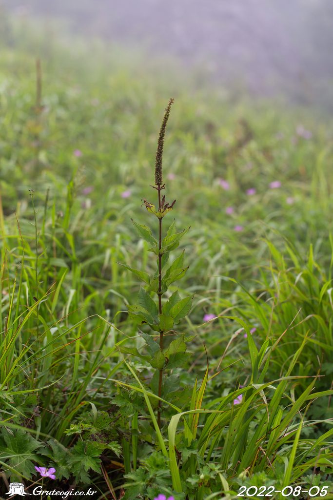 Veronicastrum sibiricum habit