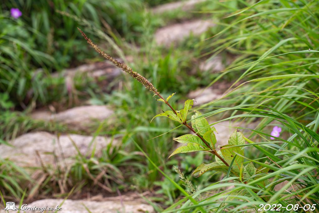 Veronicastrum sibiricum habit