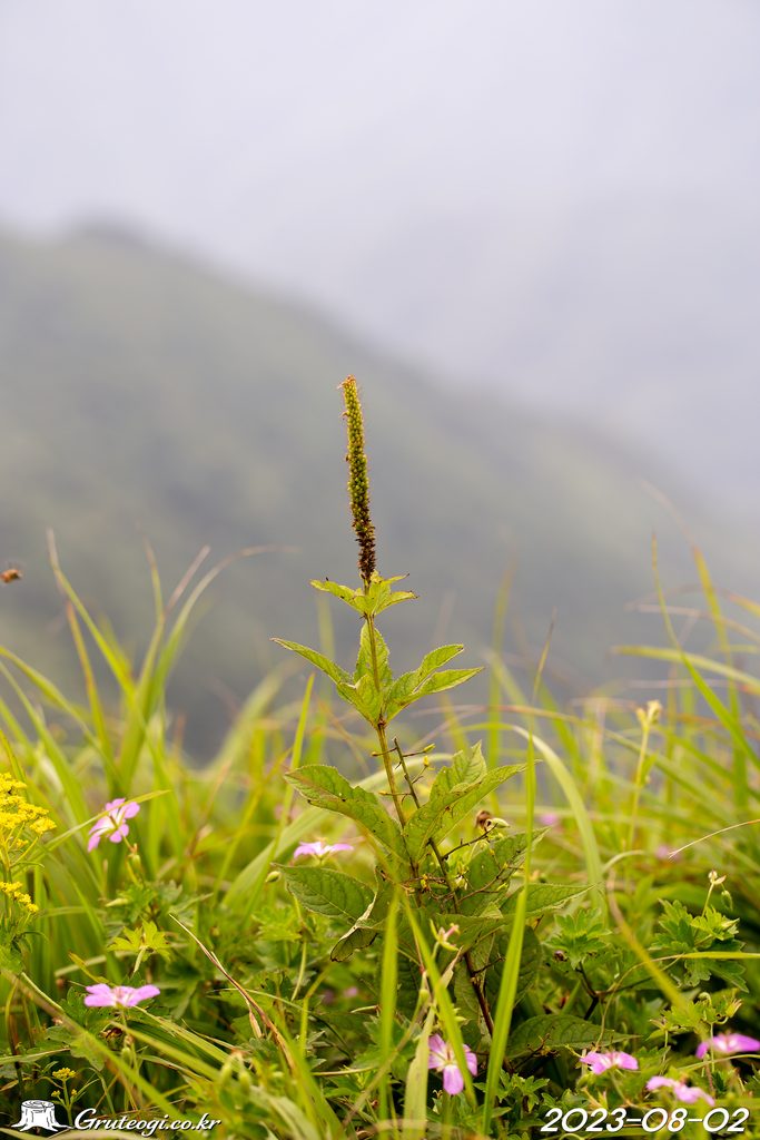 Veronicastrum sibiricum habit