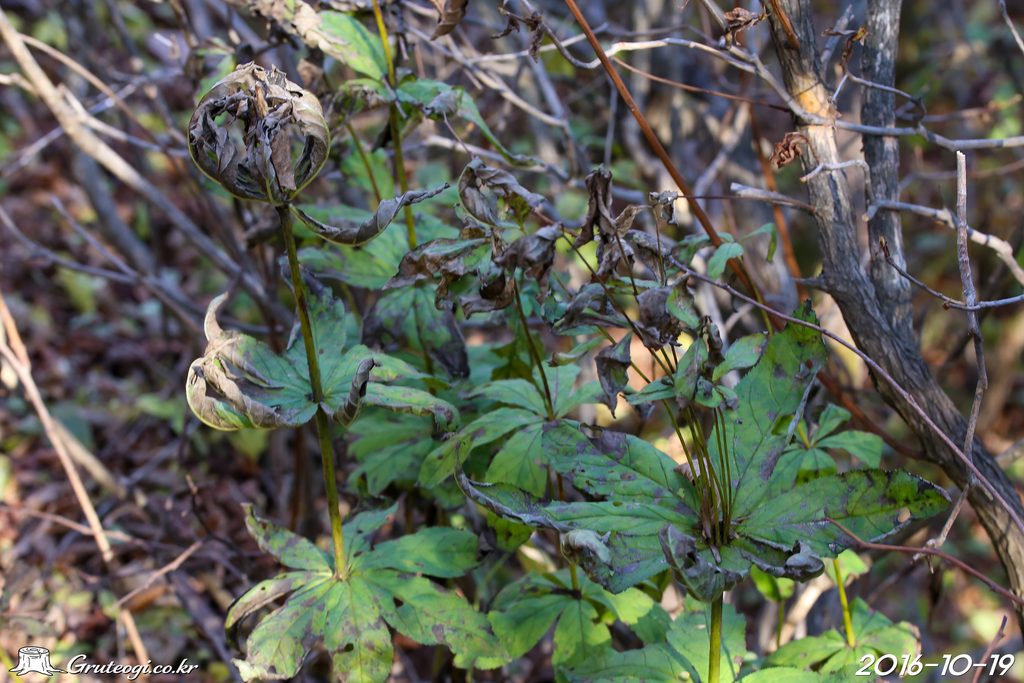 Veronicastrum sibiricum leaf