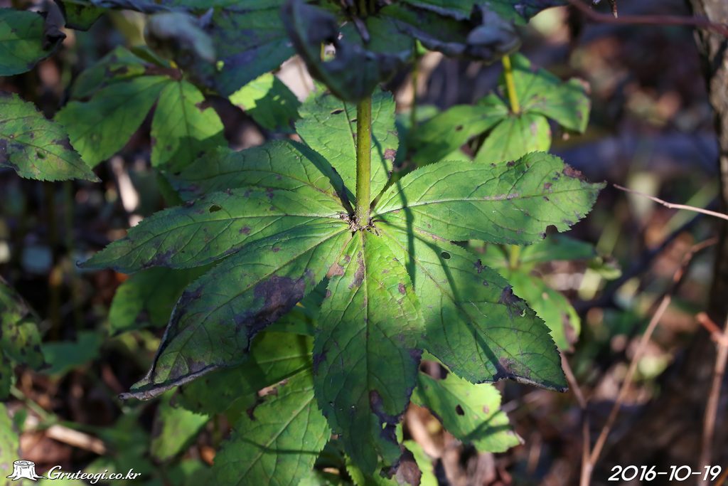 Veronicastrum sibiricum leaf