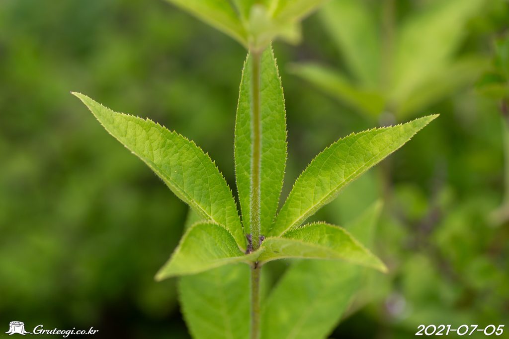 Veronicastrum sibiricum leaf