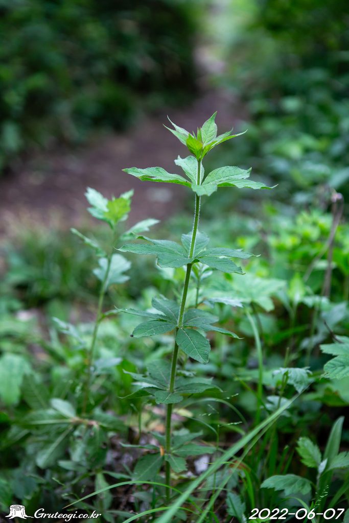Veronicastrum sibiricum leaf