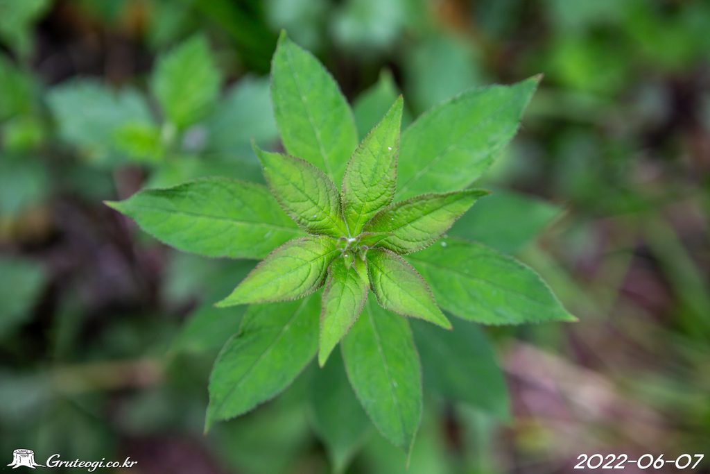 Veronicastrum sibiricum leaf